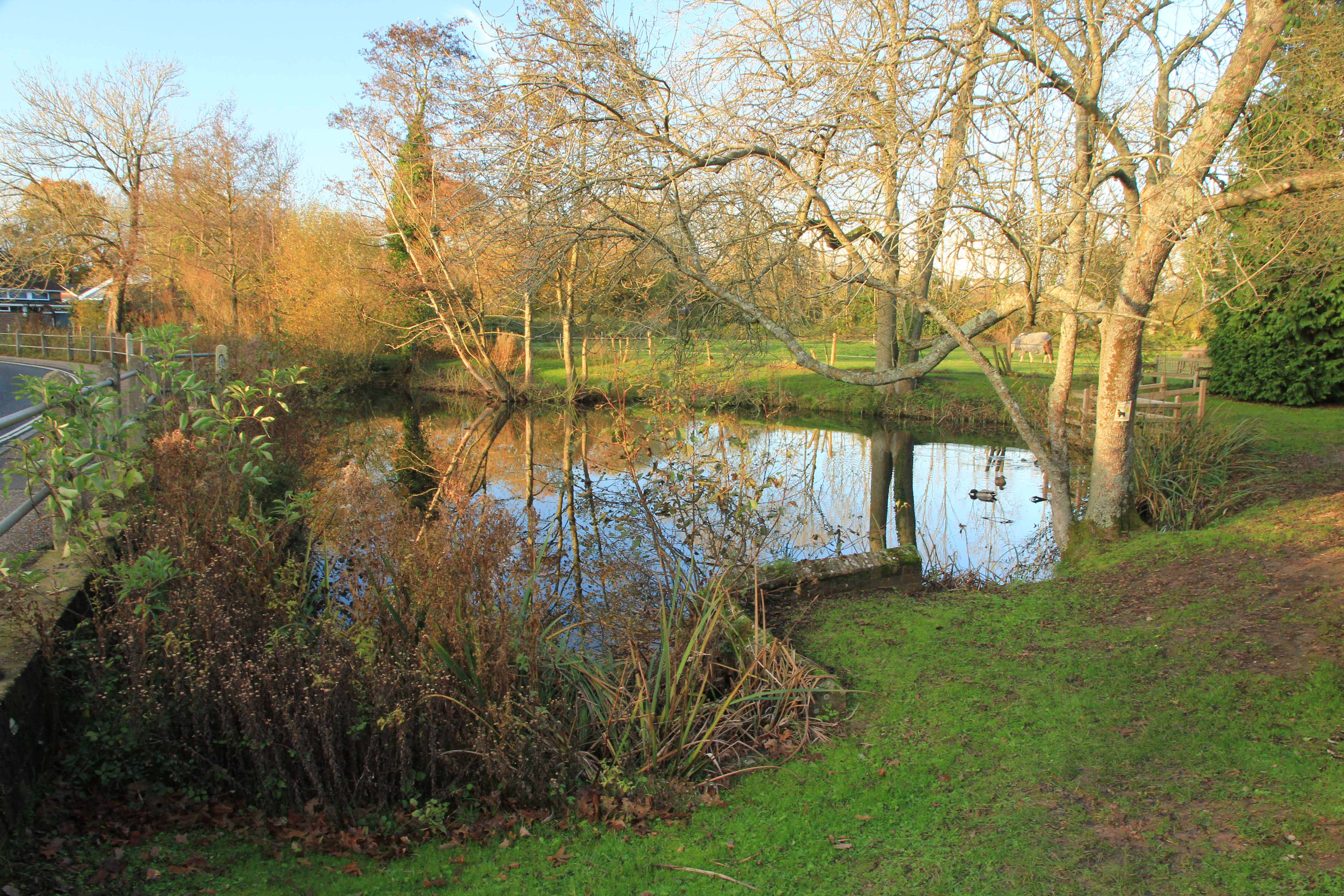 Plaistow Pond 